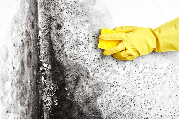 Best Mold Cleaning Services  in Wellton, AZ