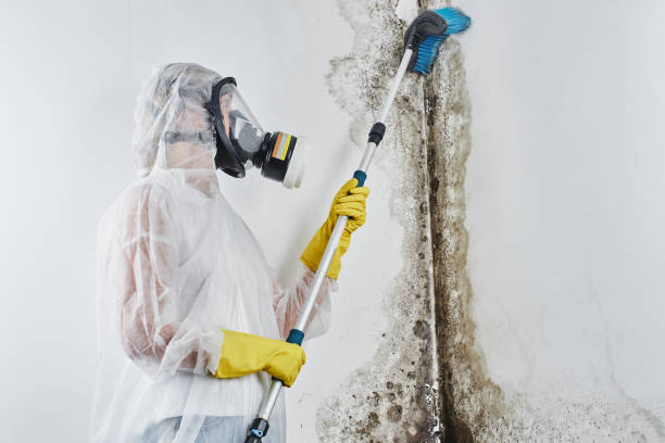 Best Toxic Mold Removal  in Wellton, AZ