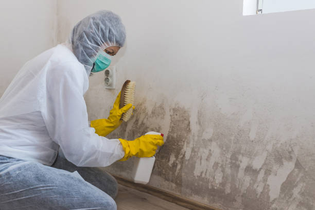 Best Commercial Mold Removal  in Wellton, AZ