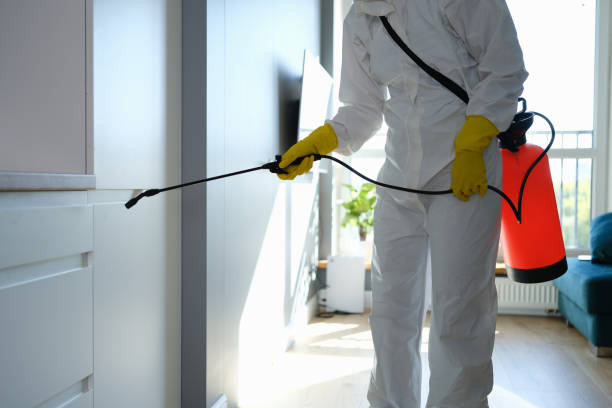 Best Residential Mold Removal  in Wellton, AZ