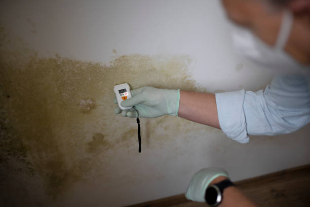 Best Mold Testing  in Wellton, AZ