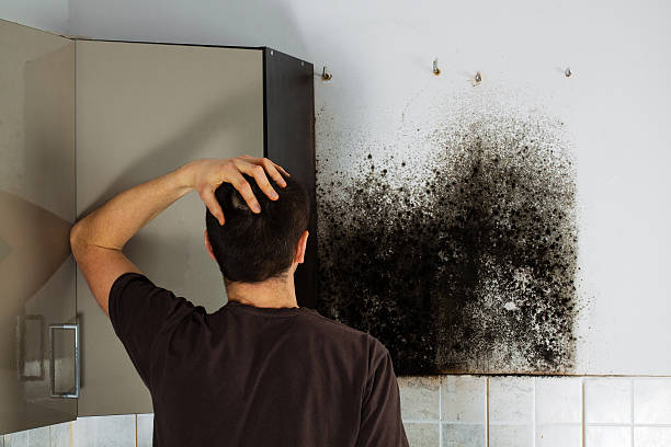 Best Mold Remediation Experts  in Wellton, AZ