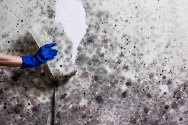 Best Mold Cleaning Services  in Wellton, AZ
