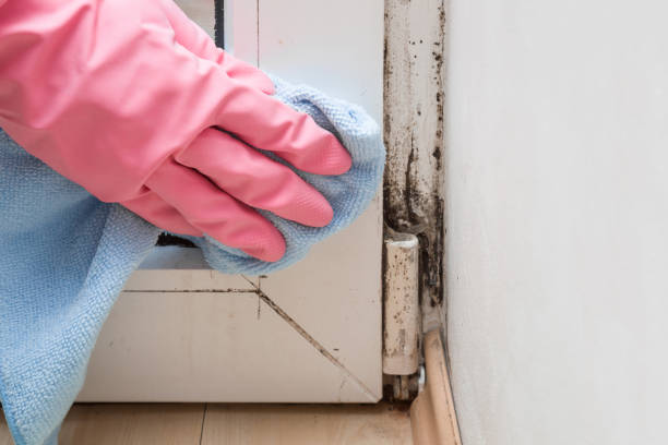 Best Mold Damage Repair  in Wellton, AZ